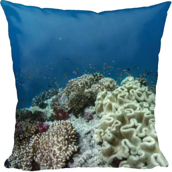 Leather Coral (Alcyonacea), Fiji. South Pacific Coral reef diversity
