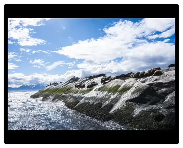 Island in the Beagle channel, Ushuaia, Tierra del Fuego, Argentina, South America