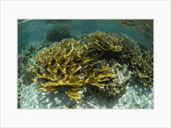 Elkhorn Coral (Acropora palmata), Hol Chan Marine Reserve near Ambergris Caye and Caye Caulker