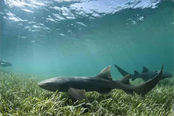 Nurse Shark (Ginglymostoma cirratum), Marine Megafauna Research. MAR Alliance, Halfmoon Caye
