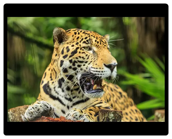 Jaguar (Panthera onca), Belize Zoo near Belize City, Belize, Central America