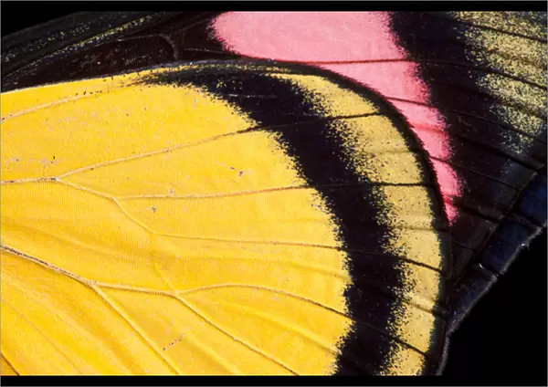 Painted Beauty Butterfly (Batesia hypochlora), Yasuni National Park, Amazon Rainforest, ECUADOR
