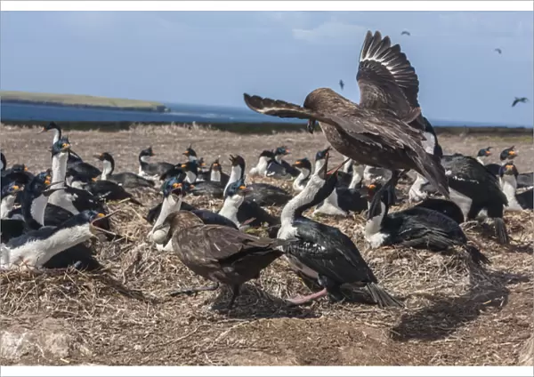 South America, Falkland Islands, Bleaker Island. Falkland skuas stealing eggs from bird colony