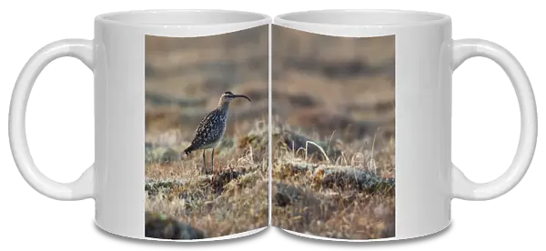 Bristled-thighed Curlew
