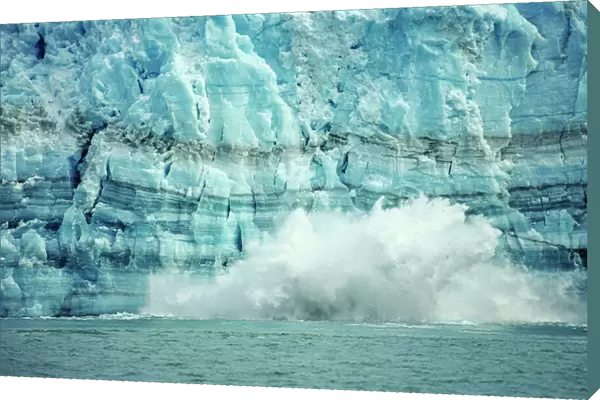The Hubbard Glacier is tidewater glacier that calves frequently, tongass National Forest