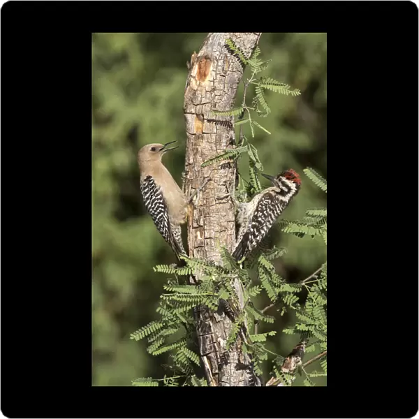 USA, Arizona, Amado. Female gila woodpecker and ladder-backed woodpecker on tree trunk