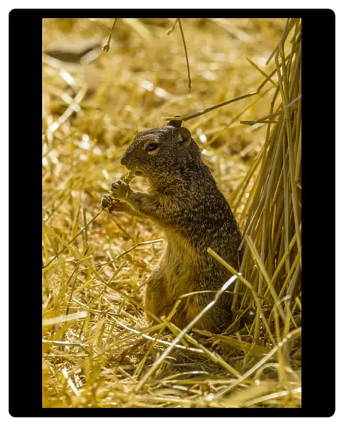 USA, Arizona, Sonoran Desert. Rock squirrel eating