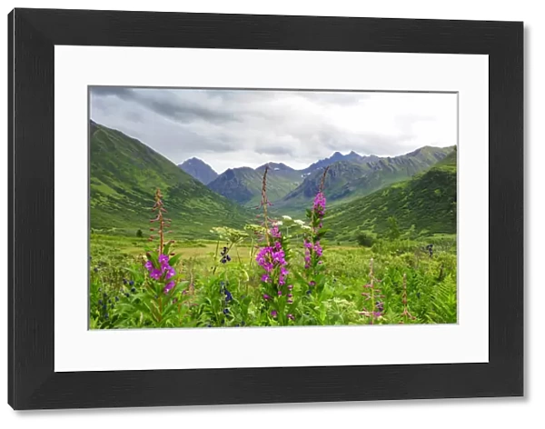 Wildflower front and center in this Alaskan valley, mountain landscape