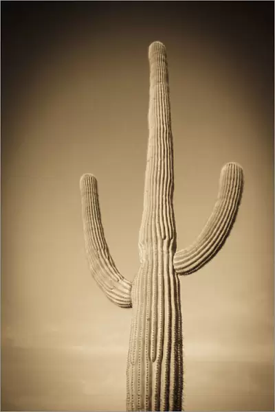 Morning light on Saguaro cactus under Gates Pass, Tucson Mountain Park, Arizona USA