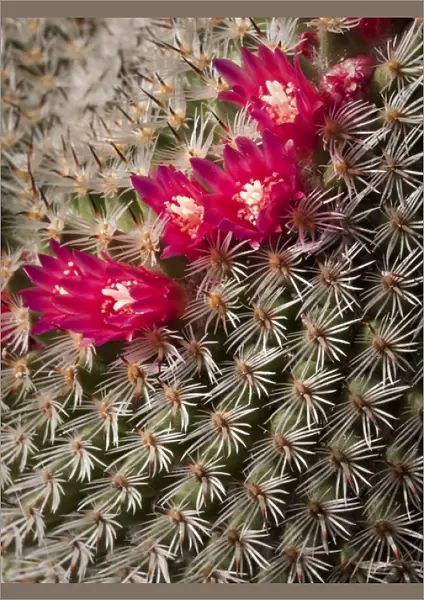 USA, California, San Diego, Tiny blooms on cactus