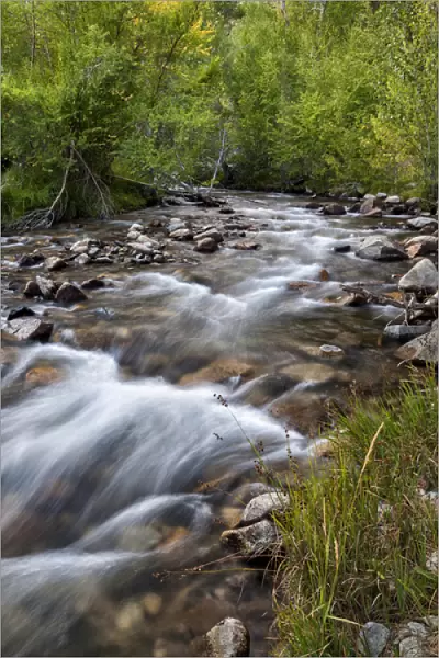 USA, California, Eastern Sierra, The flowing waters of Big Pine Creek