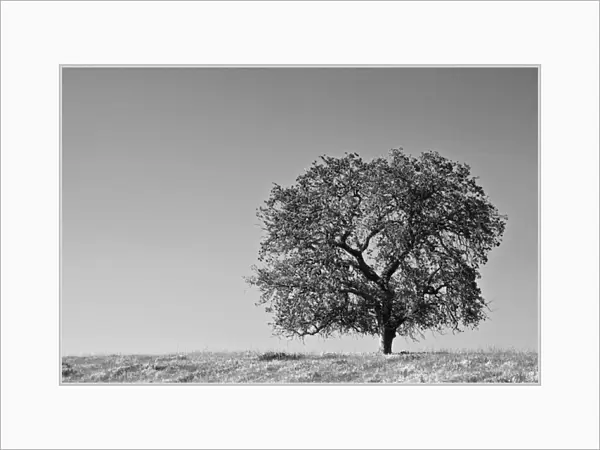 USA, California. Lone oak tree in the Sierra Nevada foothills