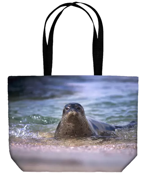 USA, California, La Jolla. Baby harbor seal in beach water