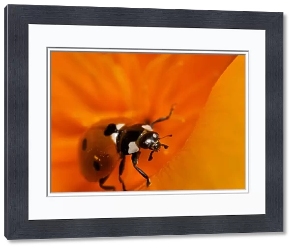 USA, California. Ladybug on a poppy. Credit as: Christopher Talbot Frank  /  Jaynes