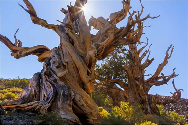 USA, California, White Mountains Wilderness. The Sentinel Tree bristlecone pine. Credit as