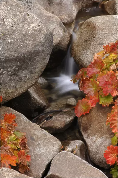 A small waterfall on a creek in the El Dorado National Forest in Callifornia s