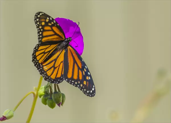 Sipping Monarch Butterfly on a Putple Bloom