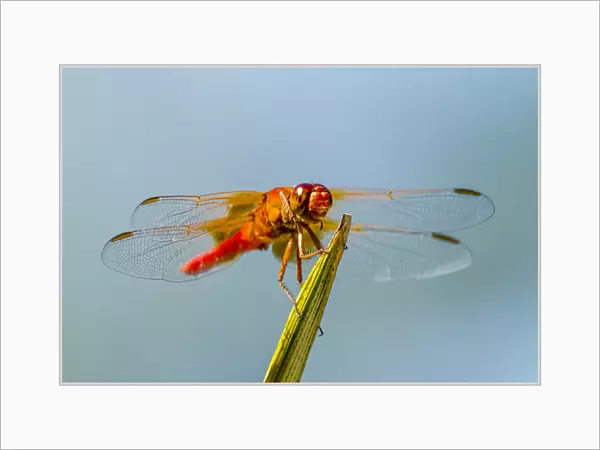 Flame Skimmer Dragonfly Drying its Wings on a Daytime Perch