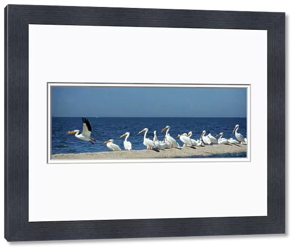 White pelicans (pelecanus erythrorynchos) on the shore of the toxic and salty Salton