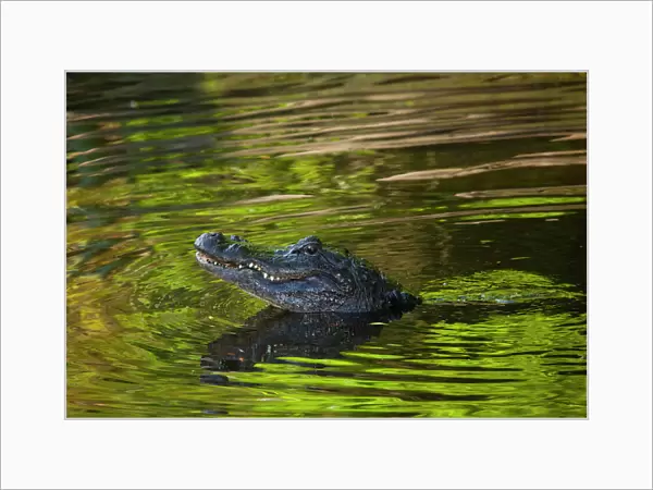 USA; Florida; St. Augustine; Alligator in the rookery at the Alligator Farm