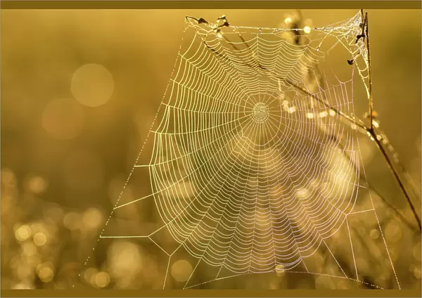 Spider web, Indiantown, Florida, Everglades drainage