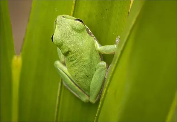 Squirrel tree frog in palmetto, Everglades National Park, Florida