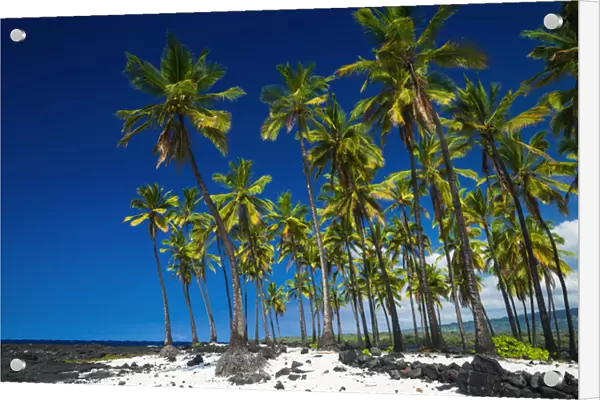 Coconut palms at Pu uhonua O Honaunau National Historic Park (City of Refuge)