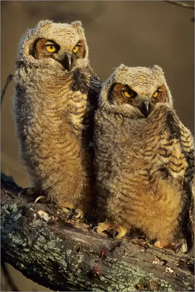 Great Horned Owls (Bubo virginianus) approx. 6 wks old, Illinois