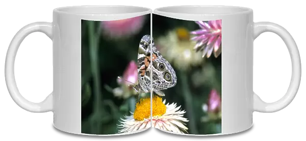 American Lady butterfly (Vanessa virginiensis) on Outback Paper Daisy (Bracteantha