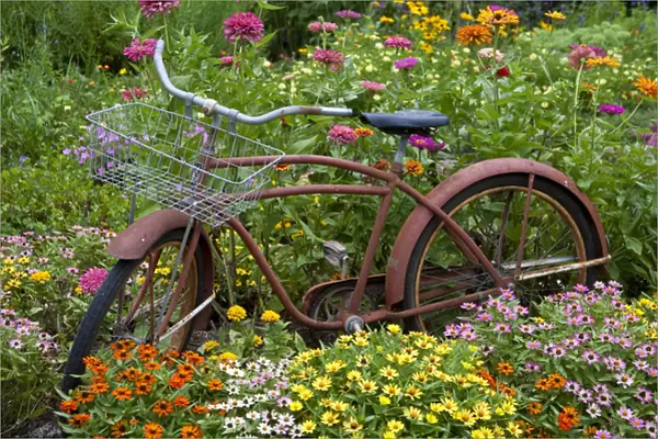 Old bicycle with flower basket in garden with zinnias, Marion Co. IL