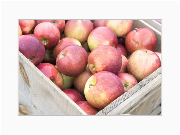USA, Massachusetts, Wareham, apples