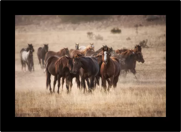 Herd of horses in dry grasses of New Mexico