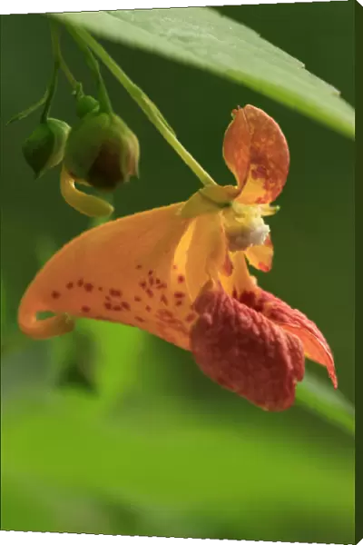 USA, Oregon, USA, Oregon. Close-up of jewelweed flower