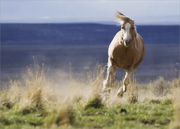 Wild Horse Running. Steens Mountains, Oregon