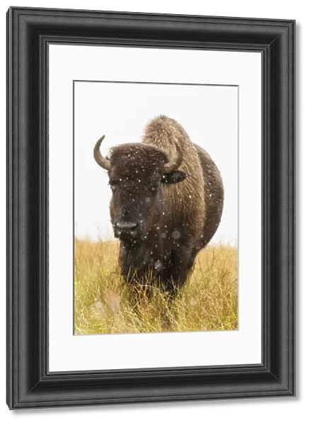 USA, South Dakota, Custer State Park. Bison and snowflakes