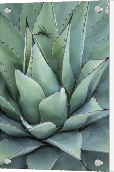 USA, Texas, Guadalupe Mountains National Park. Close-up of New Mexico agave plant