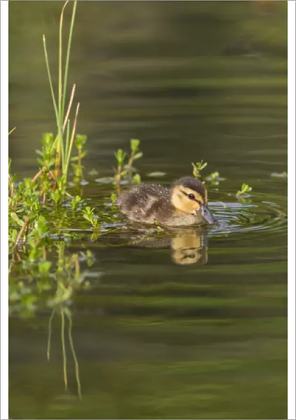Mottled Duck (Anas fulvigula) duckling on pond