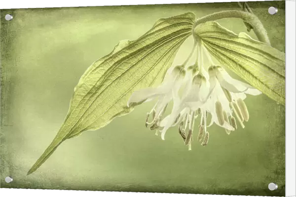 USA, Washington, Seabeck. Close-up of Hookers fairy bell flowers. Credit as