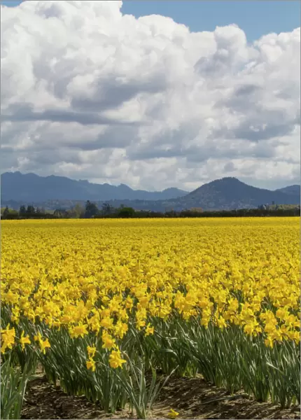North America, United States, Washington, Mount Vernon, daffodil fields bloom at
