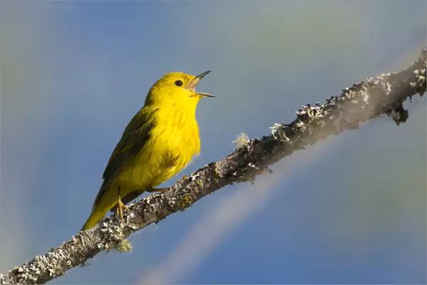 USA, Washington State. Male Yellow Warbler (Setophaga petechia) sings from a perch