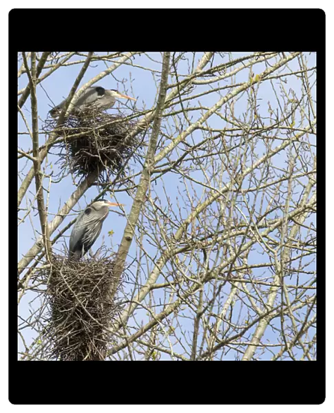 WA, Redmond, Great Blue Herons (Ardea herodias), on nest at rookery