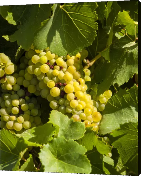 USA, Washington, Yakima Valley. Marsanne grapes in Boushey Vineyard