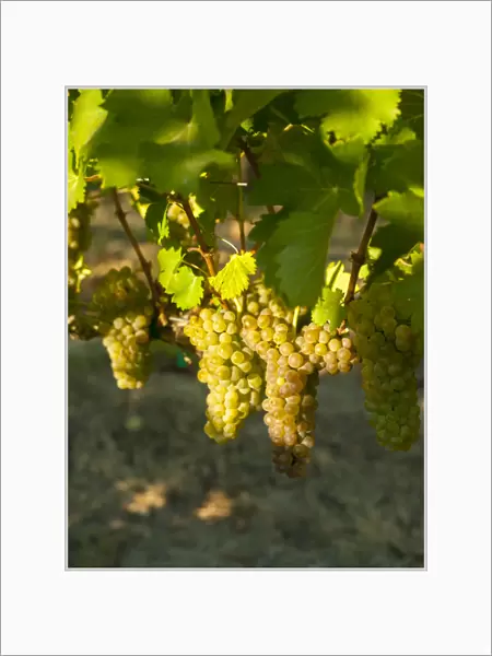 USA, Washington, Royal Slope. Viognier grapes from Stillwater Creek Vineyard in Washington s