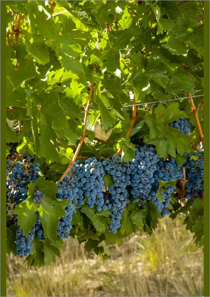 USA, Washington; Red Mountain. Cabernet Sauvignon grapes near harvest at Col Solare