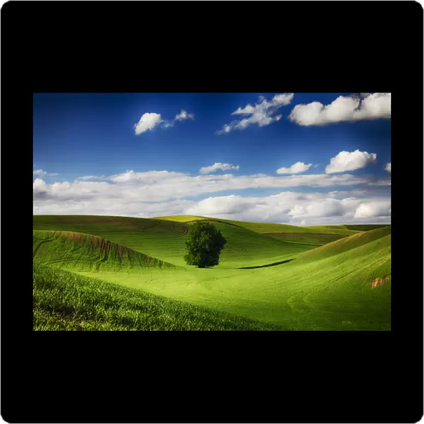 North America; USA; Washington; Colfax; Rolling Wheat Fields with Lone Tree