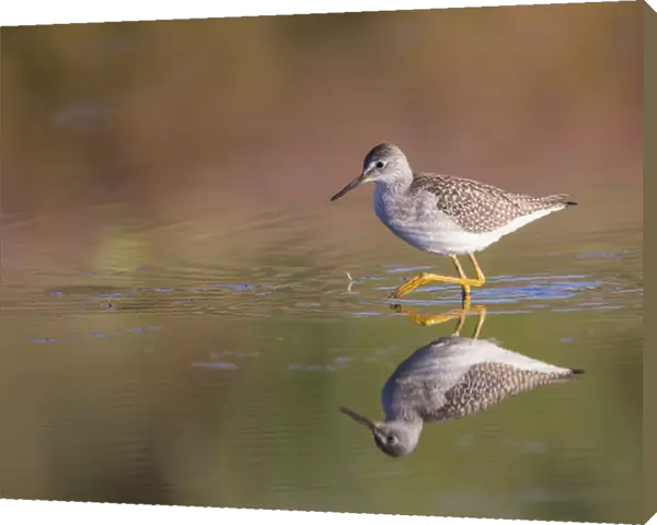 USA, Wyoming, Sublette County, Lesser Yellowlegs walking in reflected water