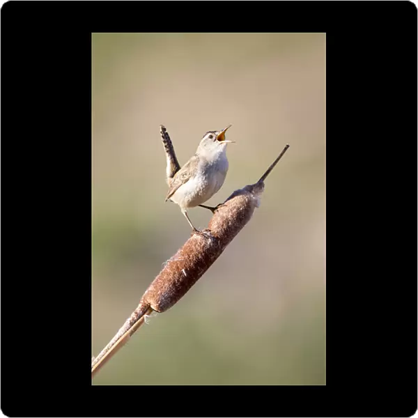 USA, Wyoming, Sublette County, Marsh Wren singing on cattail stalk