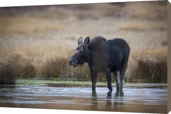 Wapiti Wyoming. USA. Female moose eating watercress in a pond