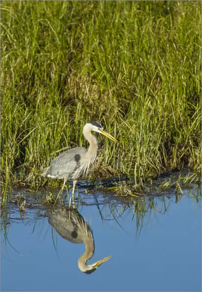 Great Blue Heron Hunting and Reflected in the Waters of Oxbow Bend, Grand Teton National