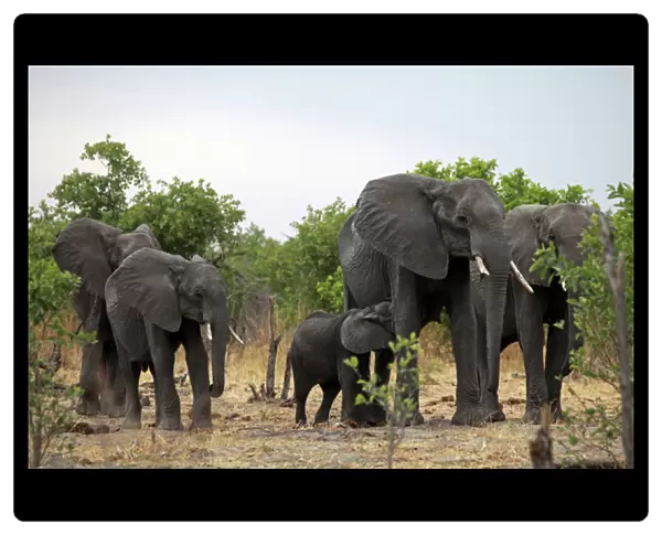 Africa, Botswana, Savute. Elephant family of Savute in Chobe National Park
